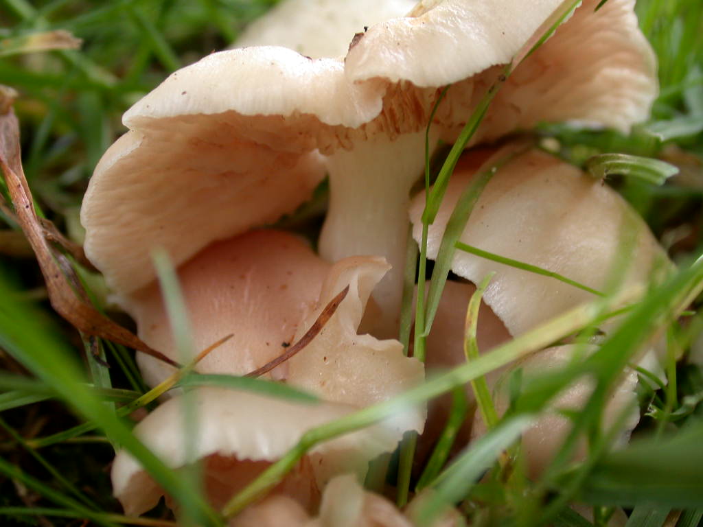 Sotto alberi fruttiferi ....